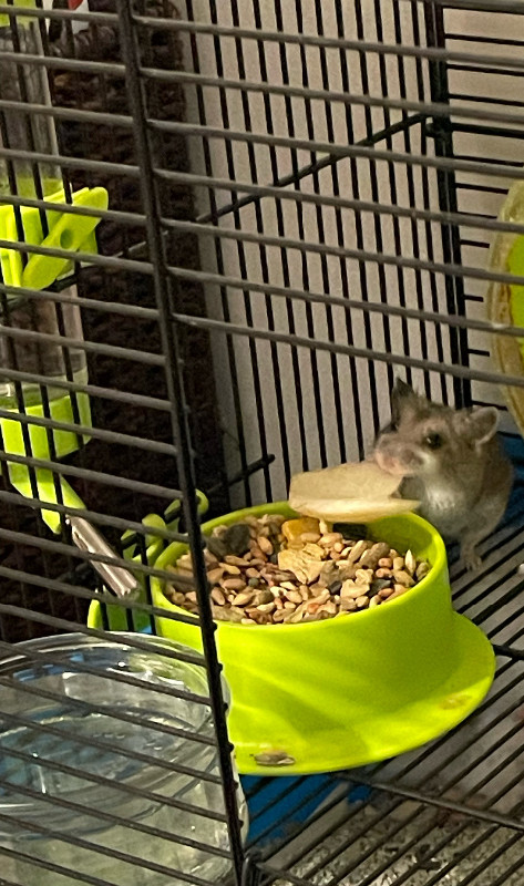 Hamster chinois nain + cage tout equiper dans Petits animaux à adopter  à Ville de Québec
