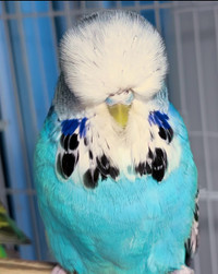 Show Quality English Budgie ! SOLD !