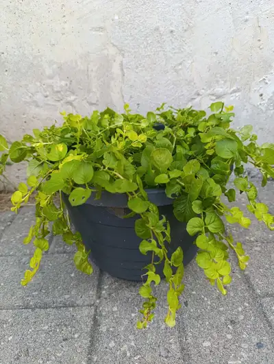 Creeping Jenny Plant, View more