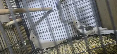 pair of cockatiels for sale proven birds, View more