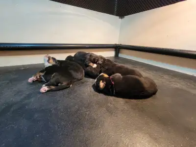 CKC Reg Bernese Mountain Dogs with Health Guarantee, View more