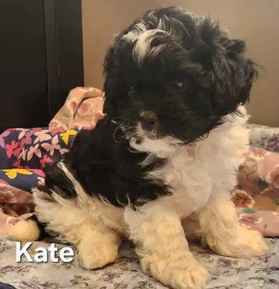 Shipoo Puppy, View more