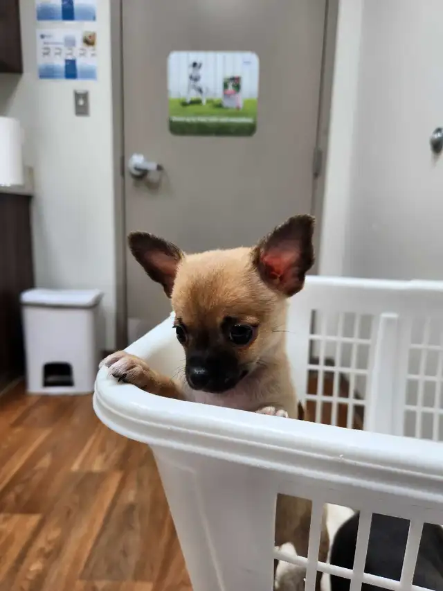 Chihuahua puppies ready now in Dogs & Puppies for Rehoming in Edmonton - Image 3