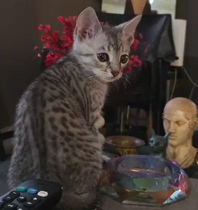 Chatons mau egyptien X siamois, View more