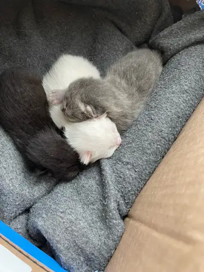 Chatons Européens noir et gris , View more