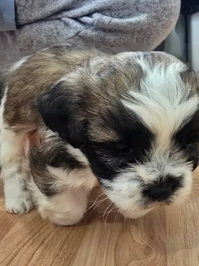 SOLD - Shih-Poo Male Puppy in Dogs & Puppies for Rehoming in Cambridge - Image 3