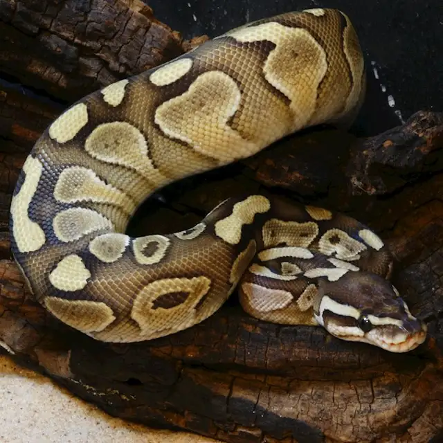 NORTH BAY REPTILE, BIRD & FISH RE-HOMING in Reptiles & Amphibians for Rehoming in North Bay - Image 7