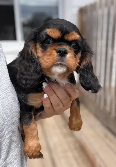 cavalier King Charles femelle, View more