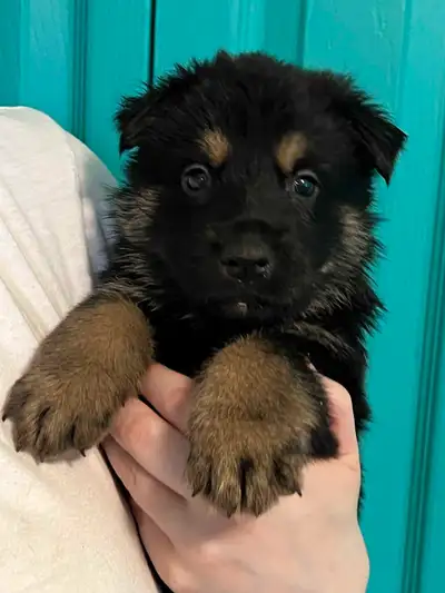 May the 4th be with you! Star Wars themed litter. JJ and Ares had a beautiful litter of 8 healthy be...