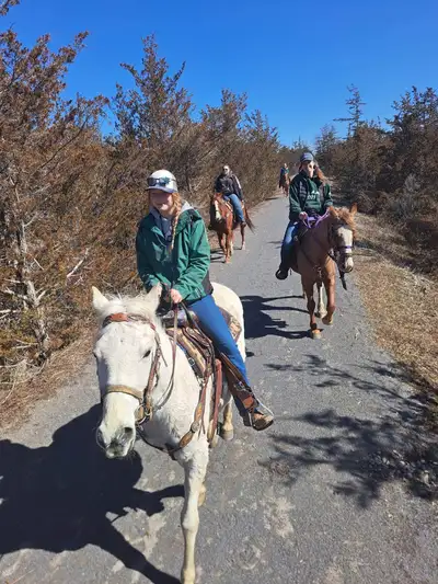 Horse boarding , View more
