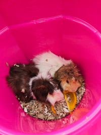 3 guinipigs for sale all males 