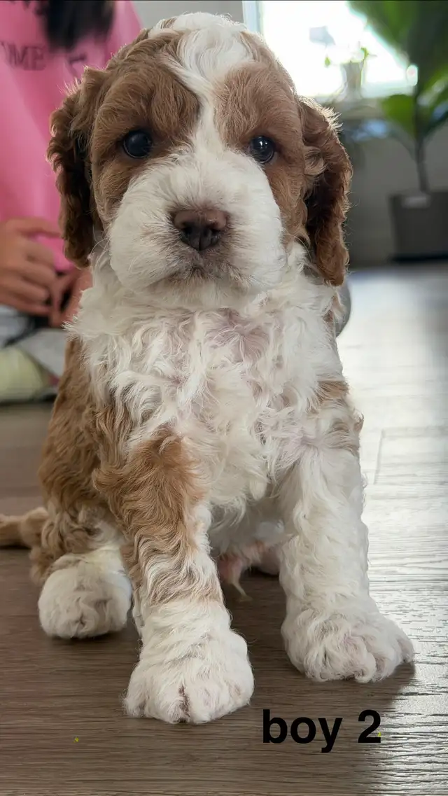 Cockapoo Puppies Rehoming | Dogs & Puppies for Rehoming | Calgary ...