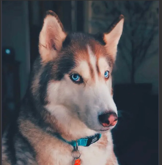 Experienced dog walker/ dog boarding Specialist Animal & Pet Services