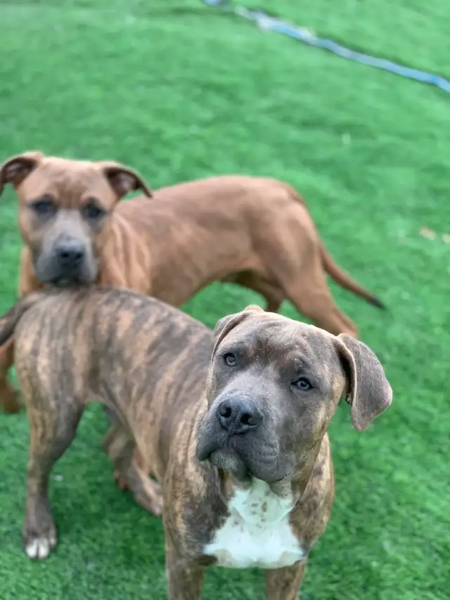 Cane Corso puppies in Dogs & Puppies for Rehoming in Gatineau - Image 3