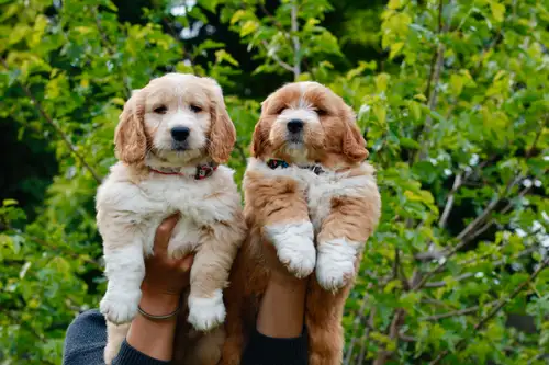 Its first come first serve. Can’t hold a puppy without deposit. These adorable golden doodle puppies...