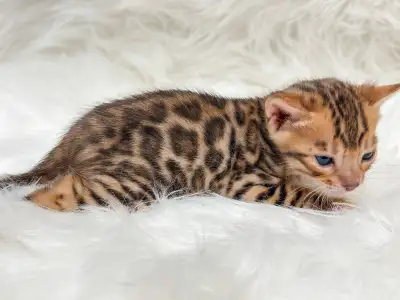 BIG SPOTS Bengal Kittens READY AUGUST!, View more