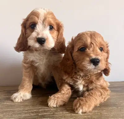 Mini Cockapoos. Take one home trained  ,Vacc x2 & chip., View more