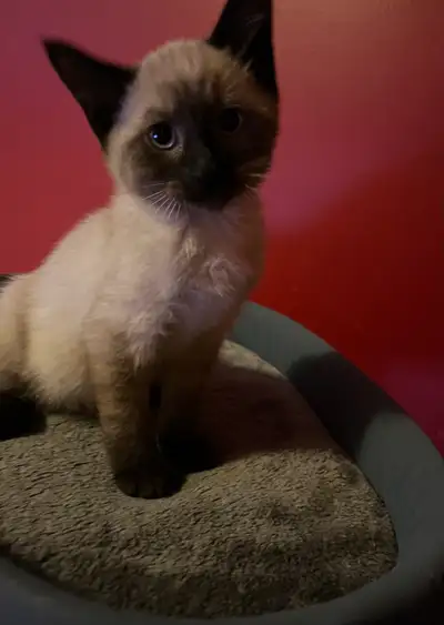10 weeks old Siamese kitten for adopting she’s probably the most cuddliest kitty ever loves sleeping...