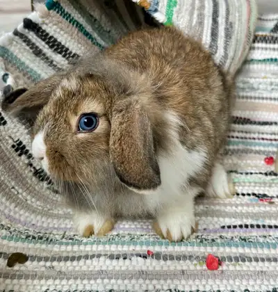 Blue eyed lionhead lop bunny, View more