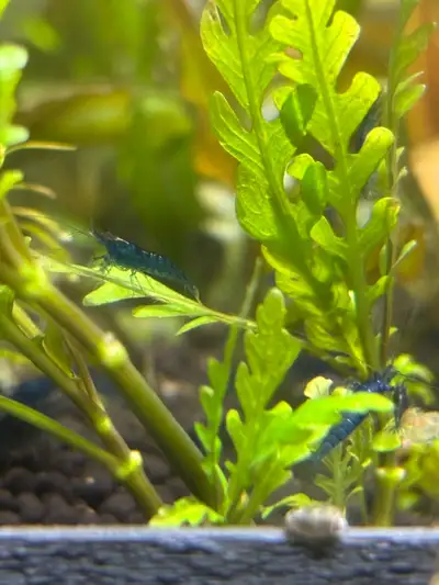 blue dream shrimp neocardina - sold out, more soon, View more