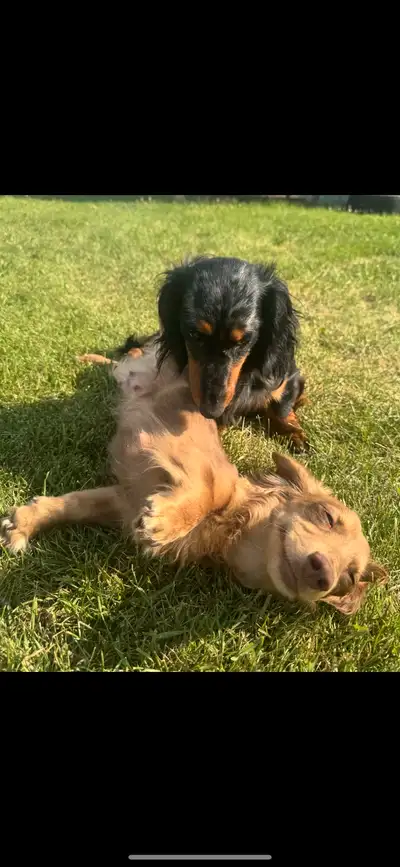 Longhaired Dachshund PUPPIES, View more