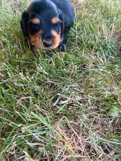 Available colors: Black and tan female long haired Black and tan male long Beautiful long haired min...