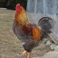 Free rooster