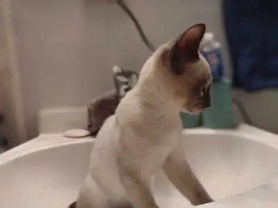 9 week old Very RARE Blue Point Purebred Siamese kitten!, View more