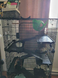 Male Adult rats + cage and accessories 
