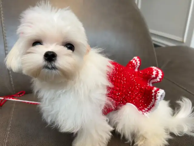 Korean Bloodline Maltese toy size pure white puppies in Dogs & Puppies for Rehoming in Markham / York Region - Image 10