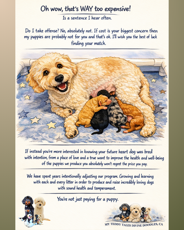 Goldendoodle puppies have arrived! in Dogs & Puppies for Rehoming in Vancouver - Image 9
