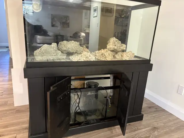 Aquariums and Salt fish for sale in Fish for Rehoming in Barrie - Image 8
