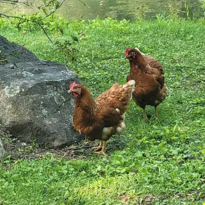 We have a few Young Red-Sex-Link laying hens for sale. These hens lay fresh brown eggs! Located in G...