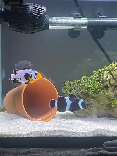 saltwater fish and tanks, View more