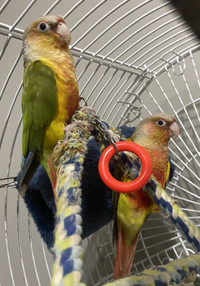 PINEAPPLE CONURES FOR SALE