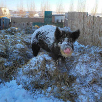 2 sow 1 gilt Pig all 2 years old 