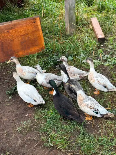 Call Ducks - Mixed, View more