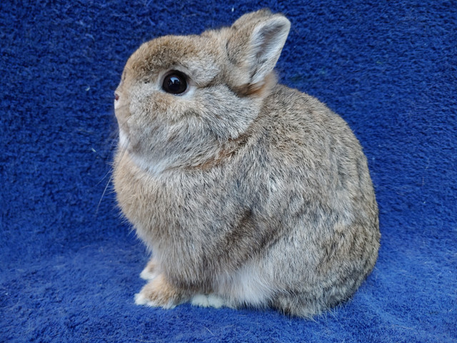 EXTRAORDINARY Netherland dwarf baby bunny rabbits in Small Animals for Rehoming in City of Toronto - Image 3