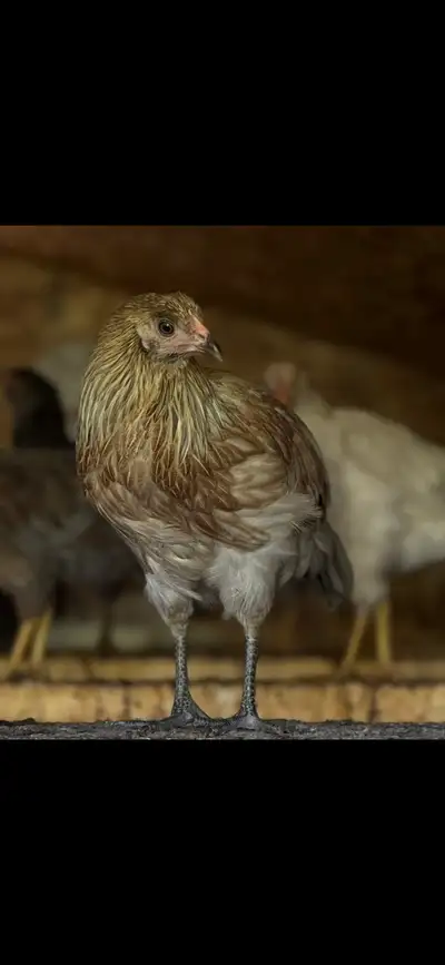 Purebred Pullets Presale, View more