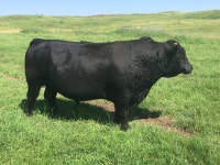 Dexter Bull For Sale