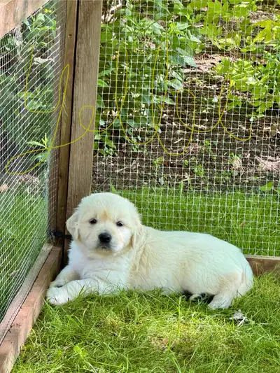 Golden Retreiver- pure bred puppies ready soon, View more