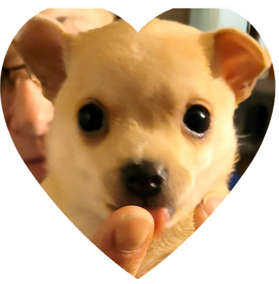 Handsome Chihuahua boy
