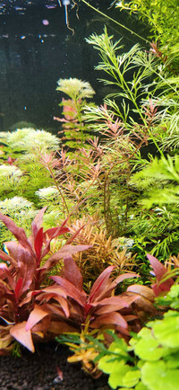 Low tech aquarium plants 