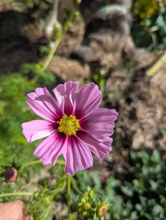 Seed Starting Class 65568773096449120