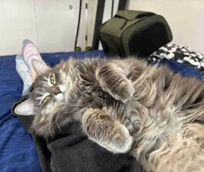 Hypoallergenic Siberian x Ragdoll Cat - PENDING, View more
