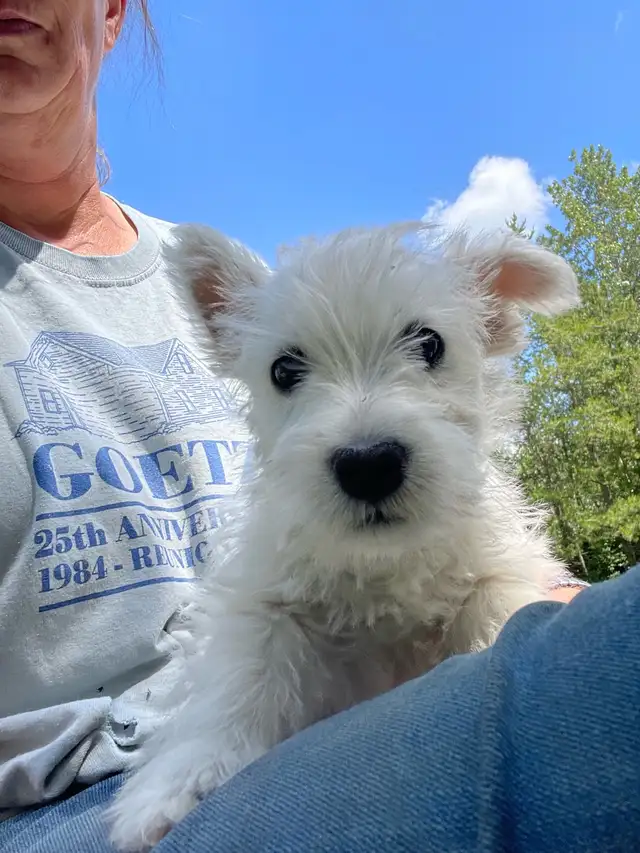 CKC registered West Highland White Terrier Male pups in Dogs & Puppies for Rehoming in Edmonton - Image 8