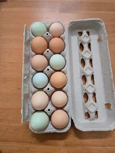  EGGS for sale. , View more