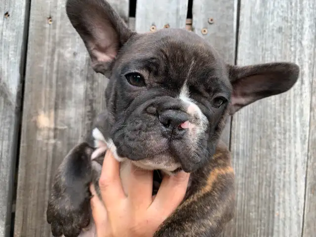 1 Male Brindle  5 year Health Guarantee **Ready now** in Dogs & Puppies for Rehoming in London - Image 6