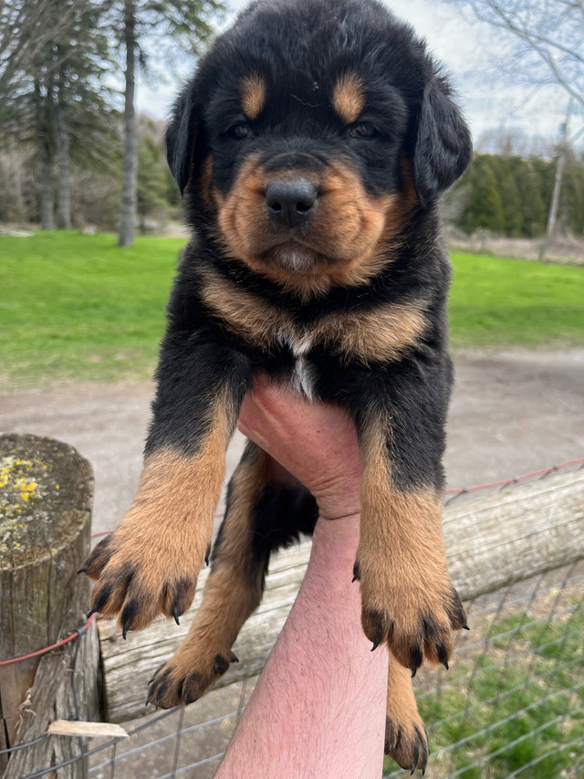 Rottweiler x Bernese Mountain Dog puppies in Dogs & Puppies for Rehoming in Oshawa / Durham Region - Image 2