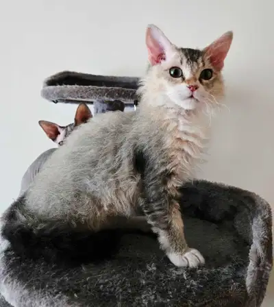 Adorable chaton a la recherche une famille , View more